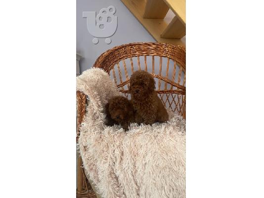 Κουτάβια Poodle Toy με εξαιρετικά χαρακτηριστικά